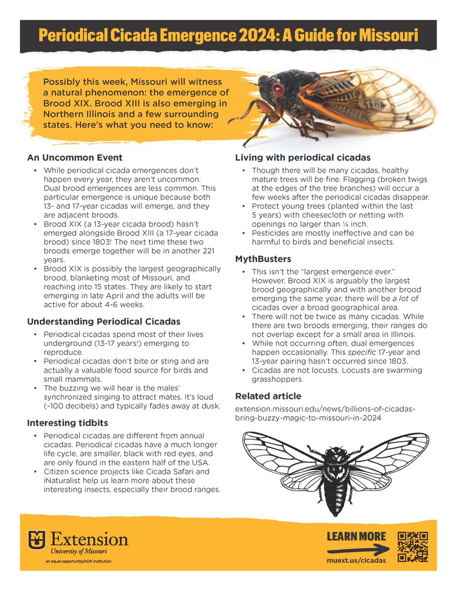 MUExtBugNGarden's tweet photo. They're coming!!! Here is some information about the #periodicalcicadas emergence while you wait!
#ExtendMU #BroodXIX #BroodXIII https://t.co/kzjq7qPpa8