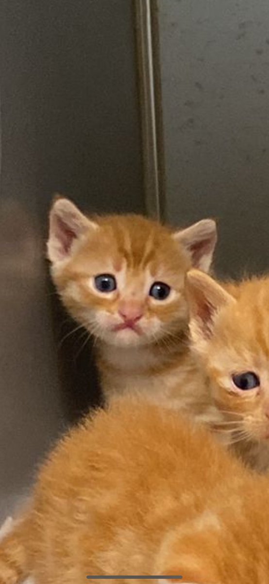 bu o kadar ben ki... hadi bu bebelere yuva bulalım