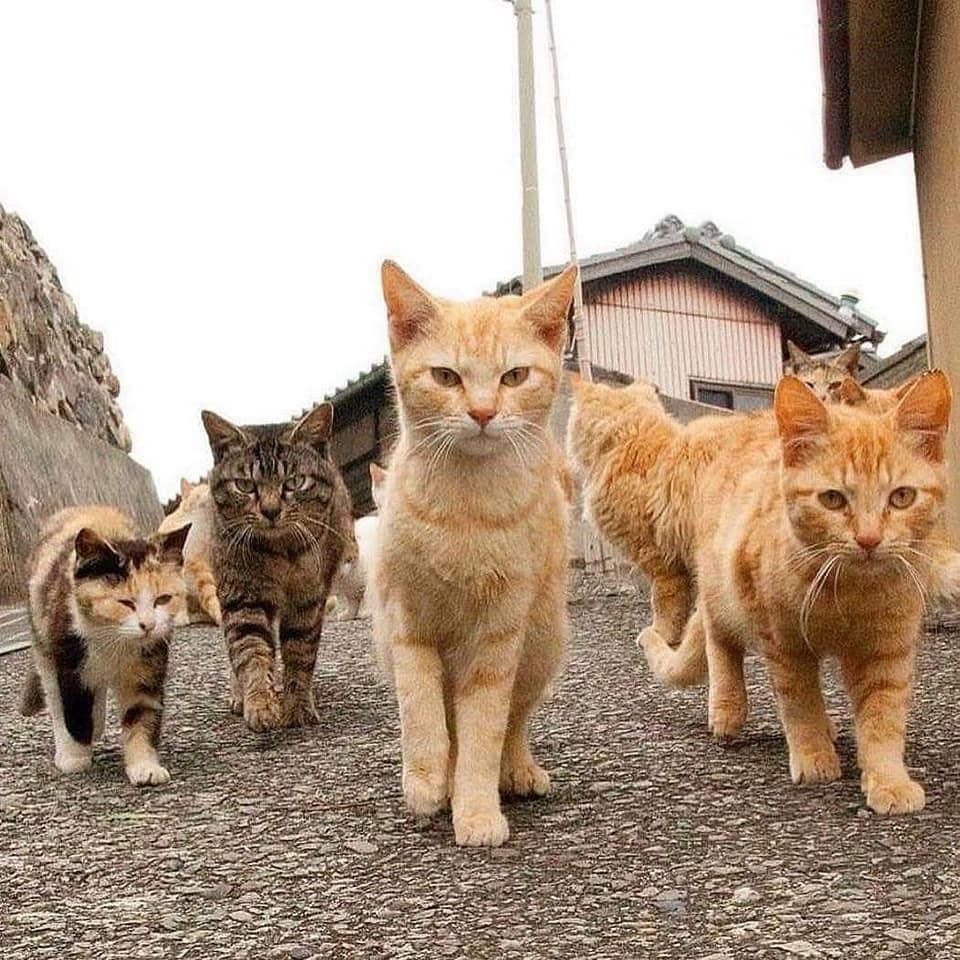 Why you should have a cat tweet media