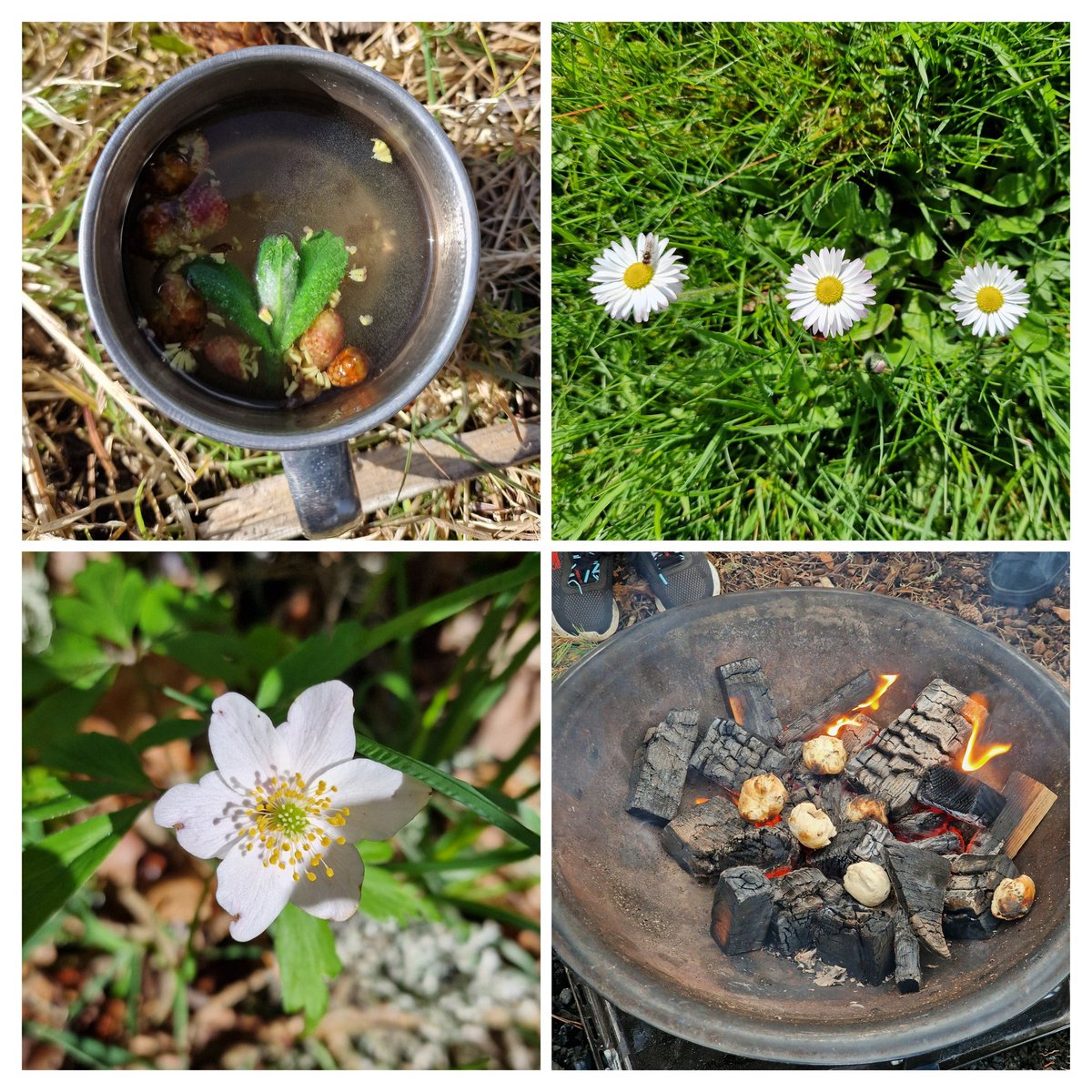 Wonderful in #CraigDunain #community #woods today with @aberdeenuni #medicalstudents & #Nature4Health exploring value of #natureconnection #greenhealth & #outdoorlearning in #mentalheath @NHSHighland @AbriachanForest @outdoorteacher @rcpsychGreen @findingnature @CATScotland1