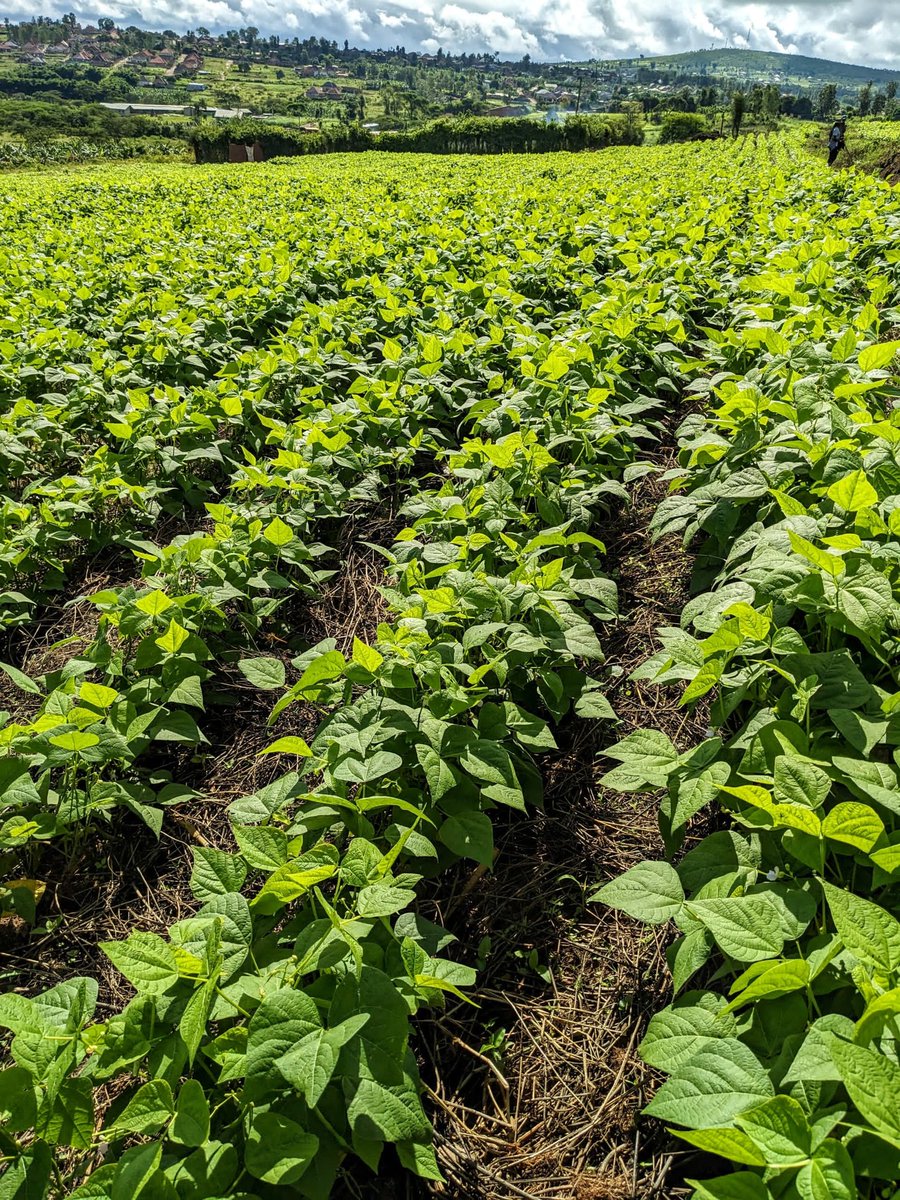 Explore the Land of Goshen at @B2RFarms #Nyamata. Come and learn more about #FoundationsForFarming and #ConservationaAgriculture as well.