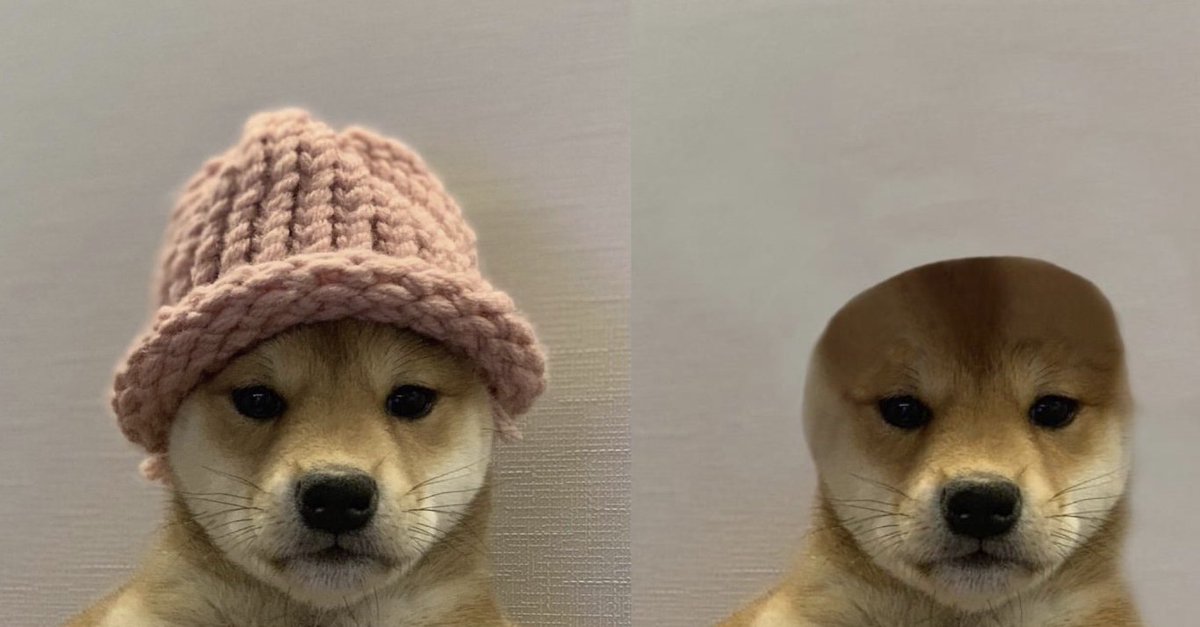 Dog before and after watching Ansem fight