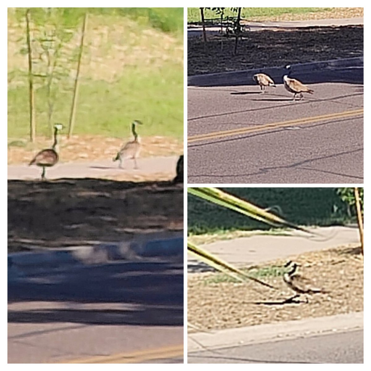 The Canadienne #FoieGras that was stalking me in the parking lot on Monday has apparently figured out where my balcony is.

Just two #geese, casually strolling down 42nd, not a single feathered fuck to give.

#birdwatching #birdavoiding #TippiHedrenHell
