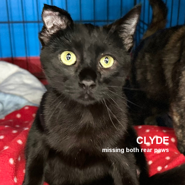 BLACK CAT FRIDAY! Meet Clyde. He's 1 year 8 months-old and a bit skittish at first, but once he gets to know you, he’ll warm up quickly, especially if there’s food involved! Despite missing both back paws, Clyde gets around great. #snapcats #specialneedscats #blackcatfriday