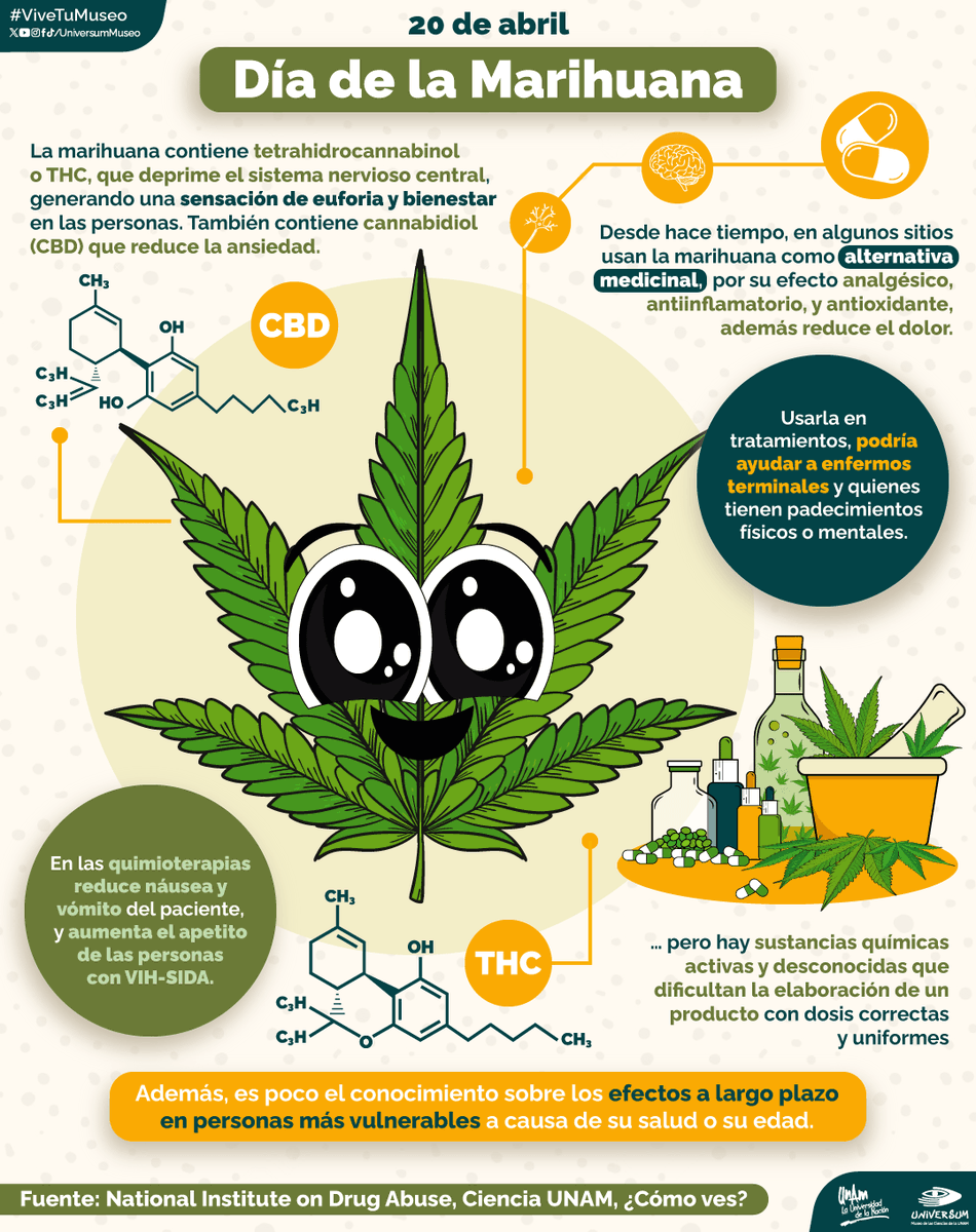 UniversumMuseo's tweet photo. #UnDíaComoHoy es el Día de la Marihuana 🍃

Entérate de lo que sabemos sobre sus propiedades como alternativa medicinal 👇🏽🤓

#ViveTuMuseo https://t.co/aGdrtoRhiH