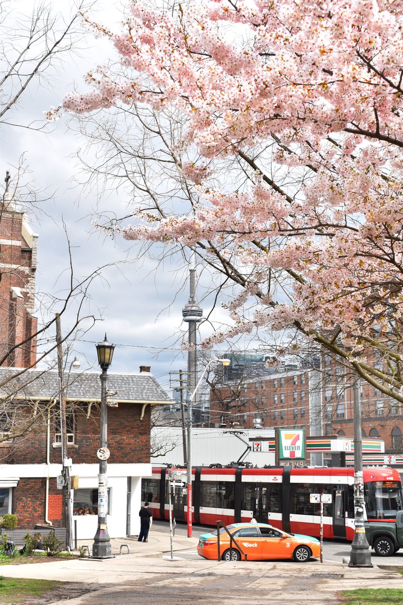 Les cerisiers en fleurs à Toronto, que c’est beau 🇨🇦🌸