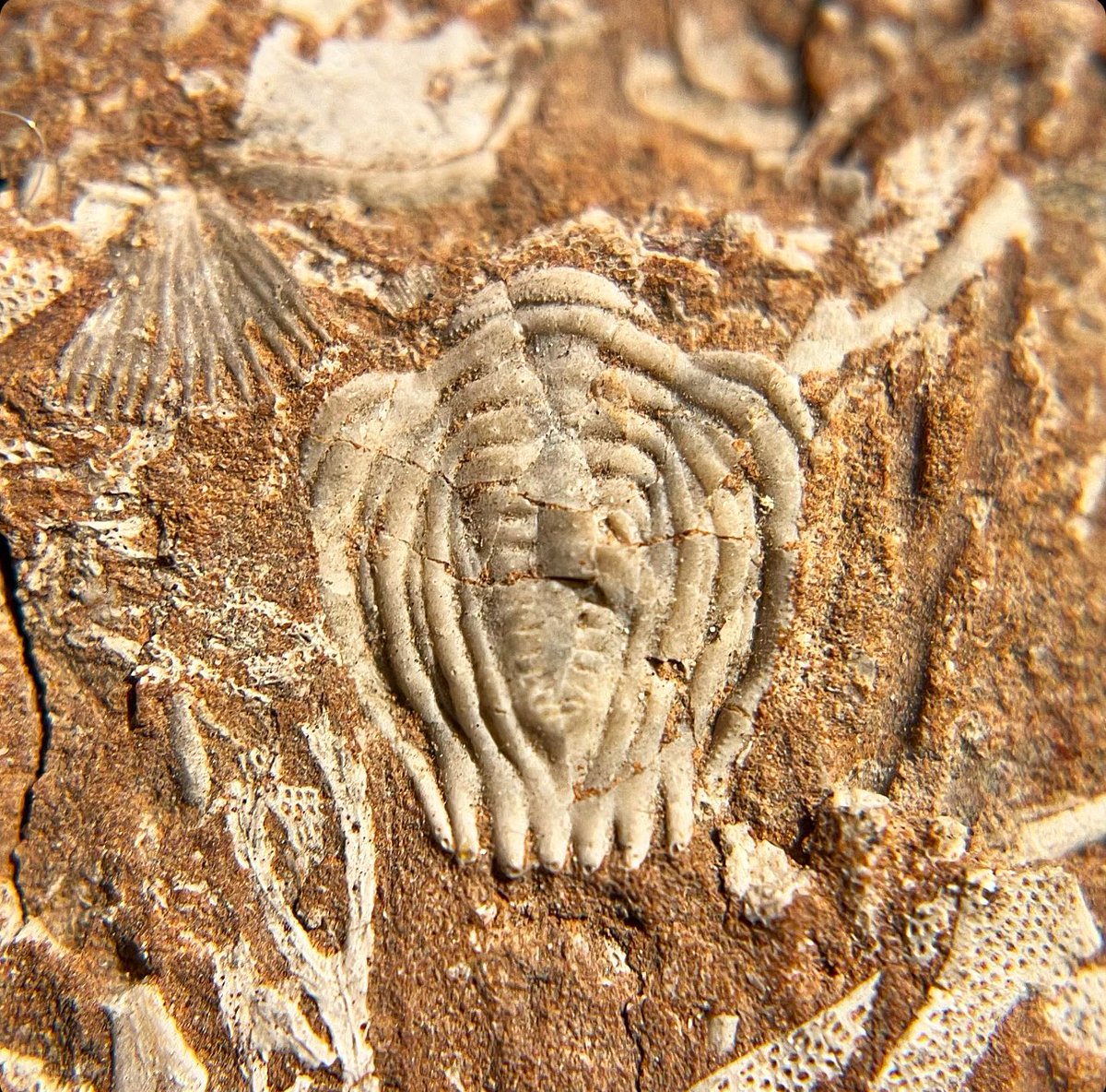 Pygidium of 𝘾𝙮𝙗𝙚𝙡𝙚𝙡𝙡𝙖 𝙧𝙚𝙭 (Nieszkowski, 1857) together with bryozoans Encrinuridae Kukruse stage, Sandbian, Upper Ordovician Quarry near Narva, Estonia #trilobites #fossilfriday