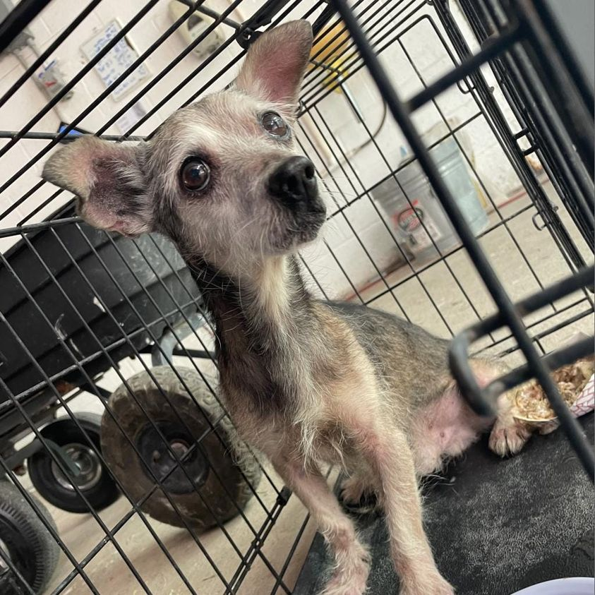 Malcom looks so sad & so confused,as if he were asking what devil brought me to this place😭On the streets he has fought for survival & won the battle so far,now he is stuck in an overcrowded shelter.TX Palm Valley Edinburg💔📧rescue@pvastx.org shelterluv.com/embed/animal/P…
