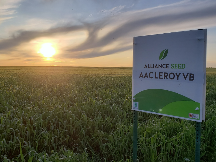👊 Defend your crop against wheat midge with our powerhouse CWRS variety #AACLEROYVB! This variety is a triple threat, delivering high yields, strong standability, and excellent disease resistance. #EverySeedStartsAStory