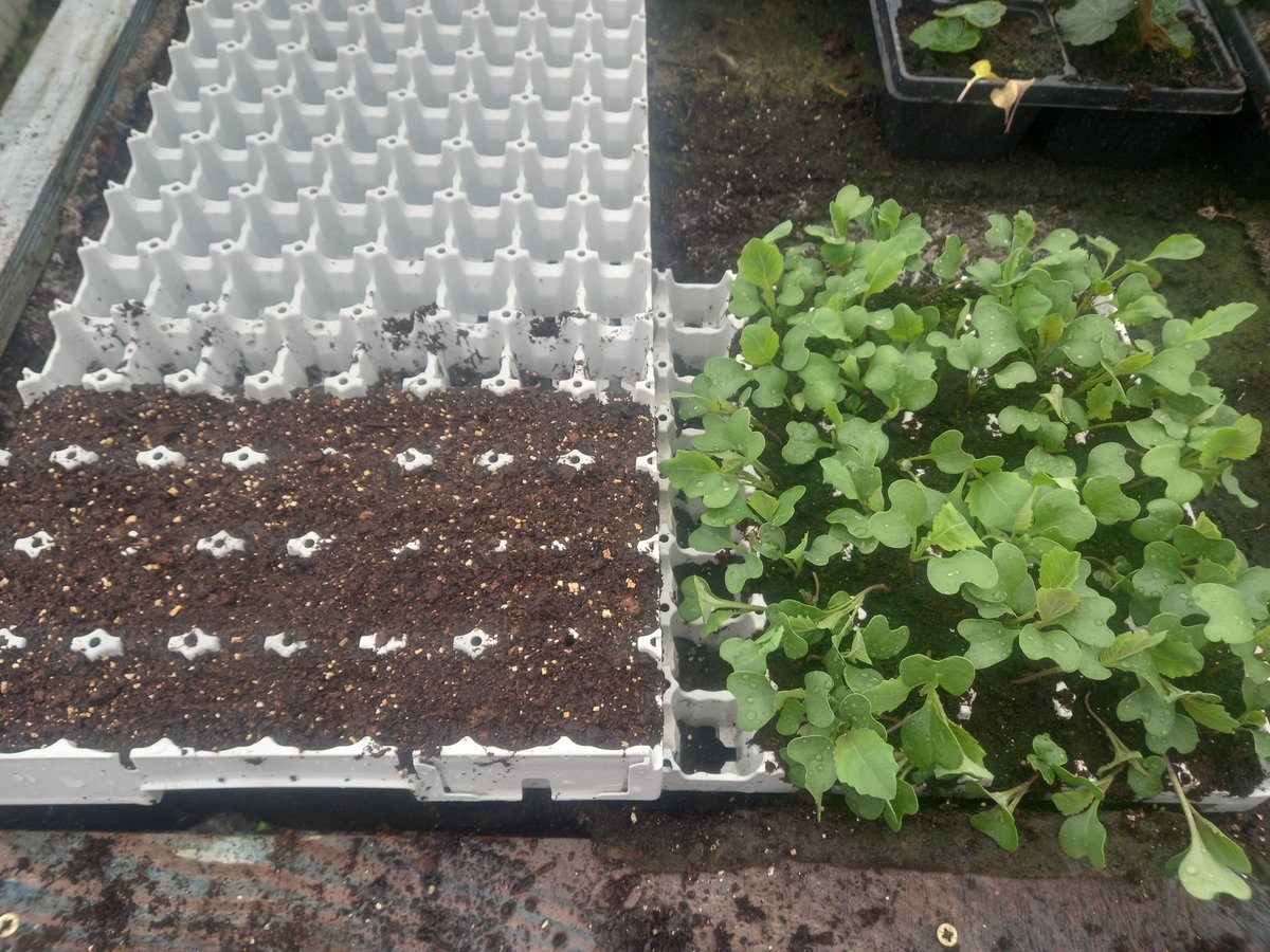 First sowing of the #Romanesco ready to harden off outside. Other sowings coming on nicely. Forecast beginning to look a bit more hopeful, so a chance to start planting out!!! #ballymakennyfarm