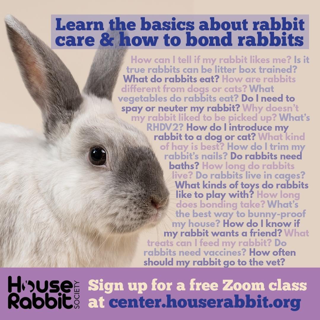 Why do rabbits chew cords? Can my rabbit live with my guinea pig? Check out our free weekly Zoom classes for the info you need!

Whether you have general questions about rabbit care or need some bonding support, we have the class for you. 💜

Sign up now: center.houserabbit.org