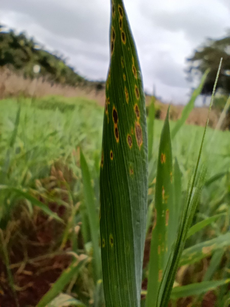 monalisacdc's tweet photo. Wheat blast https://t.co/1DgZMpMZdt