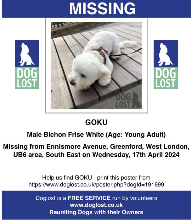 Goku is a male Bichon who is #missing from #EnnismoreAvenue #Greenford #UB6 area, #WestLondon since 17/4/24. doglost.co.uk/dog-blog.php?d… #DogsOfTwitter #MissingDog #LostDog
