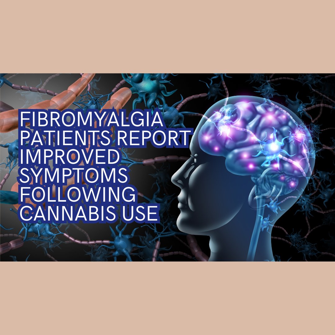 Fibromyalgia patients report positive outcomes with cannabis use. Learn more about the potential benefits of medical marijuana for managing chronic pain conditions. 💚 #MedicalCannabis #HealthAndWellness highat9news.com