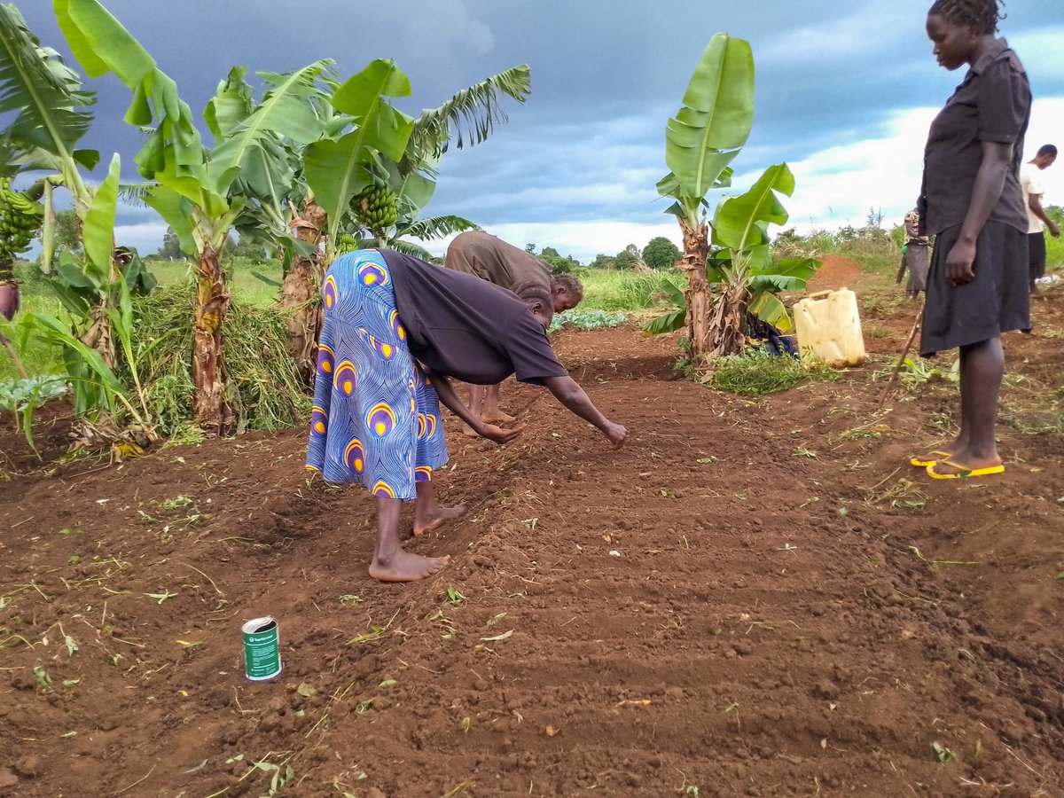 Women are behind the most lucrative farming activities in the communitities,they also contribute a great percentage of workforce.
Meet Rubanga Ngeyo group, Cluster OQ, , Bweyale Town Council, Kiryandongo District.
#Womeninagriculture
#productiveandresilientcommunities #Kiryadongo