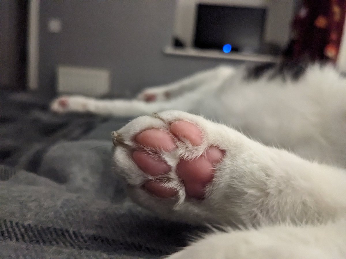 Hello, please accept this picture of toe beans, thank you ❤️