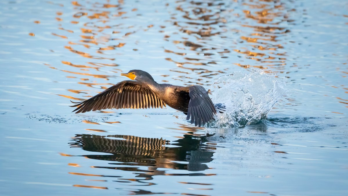 Double Crested Cormorant in Winchester Bay, Oregon