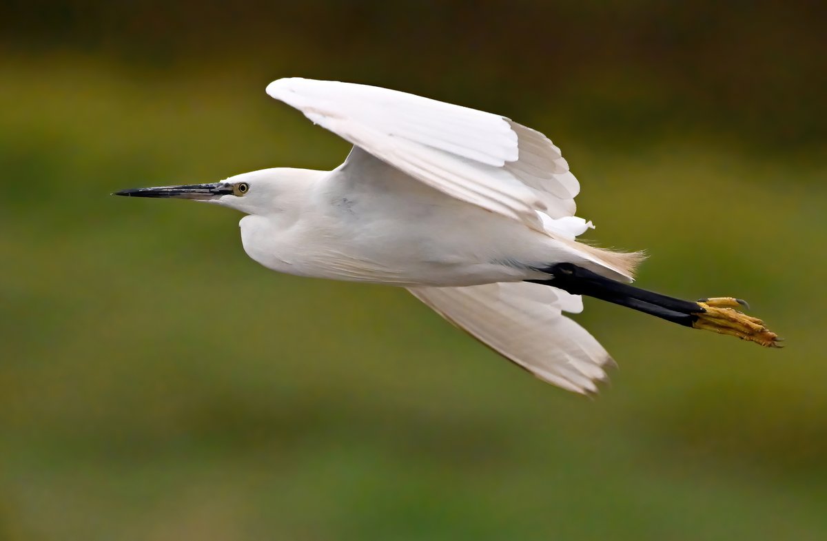 Little Egret after stepping in yellow paint...