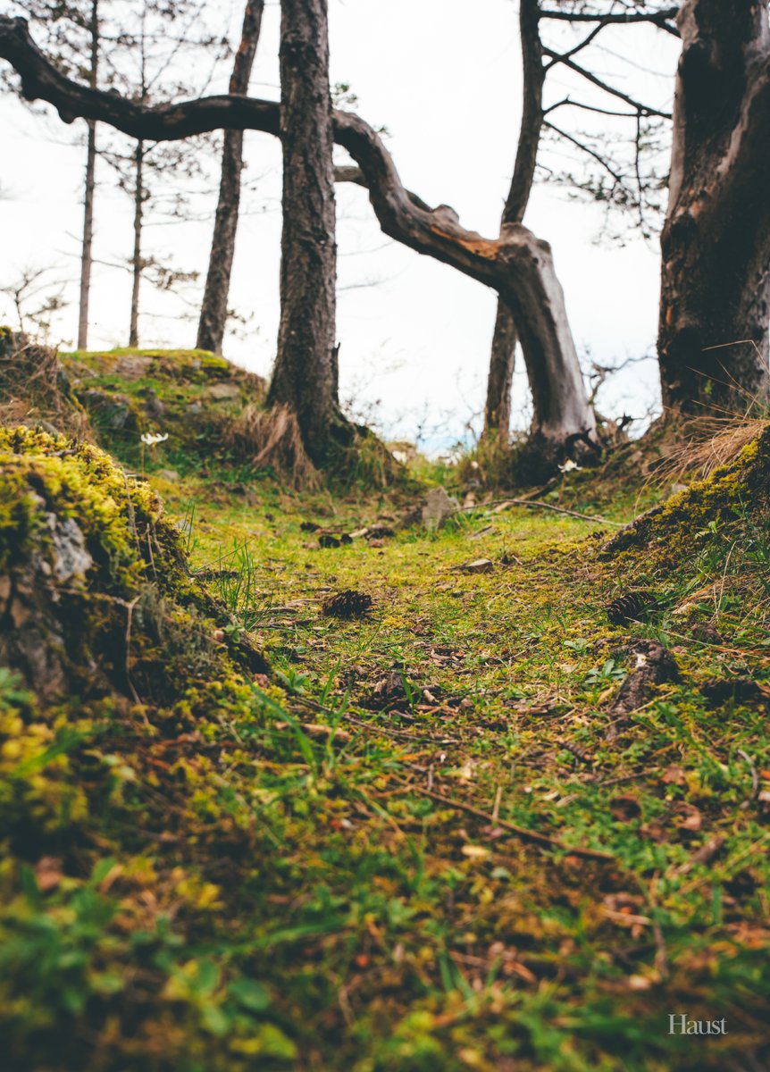 A sanctuary in Nature.
Nature is calling you.

#sanctuary  #NatureWalk #NatureLovers #NaturePhotography #NatureLover