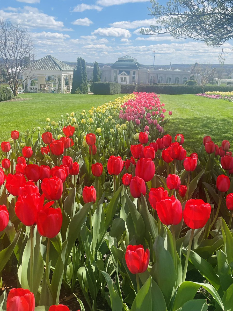 The tulip palooza at the Hershey Gardens in Hershey, Pennsylvania ❤️
#NatureBeauty #Nature #Flower #flowerphotography #FlowersOnFridays #hersheypa #GardenersWorld #pennsylvania