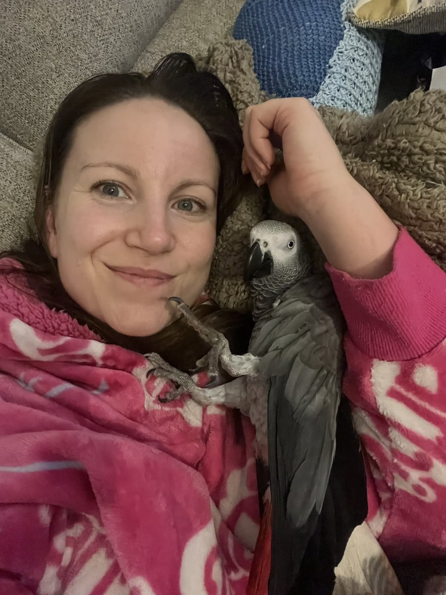 Friday night chilling with the birb ❤️ #africangrey #parrottwitter