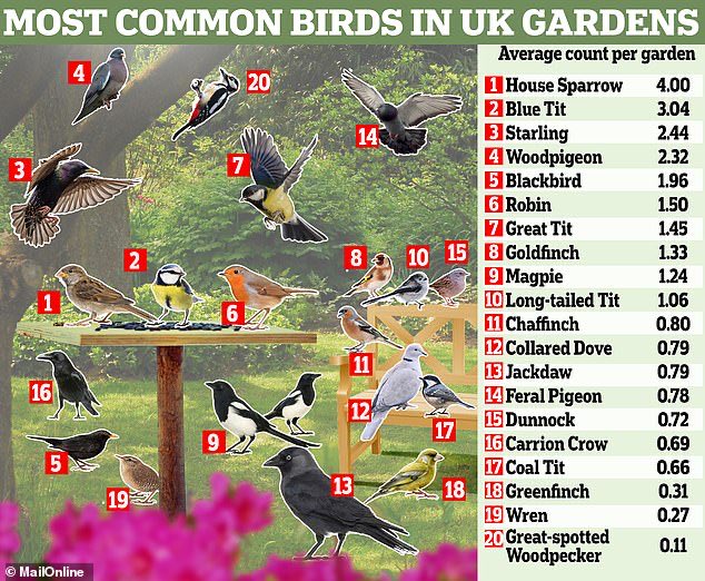 Sparrows, blue tits and starlings top the list of birds spotted in UK gardens this year.😃 The RSPB’s Big Garden Birdwatch 2024 has identified the colourful & chirpy starling now on the UK Red List of most threatened species.🙁 🦅