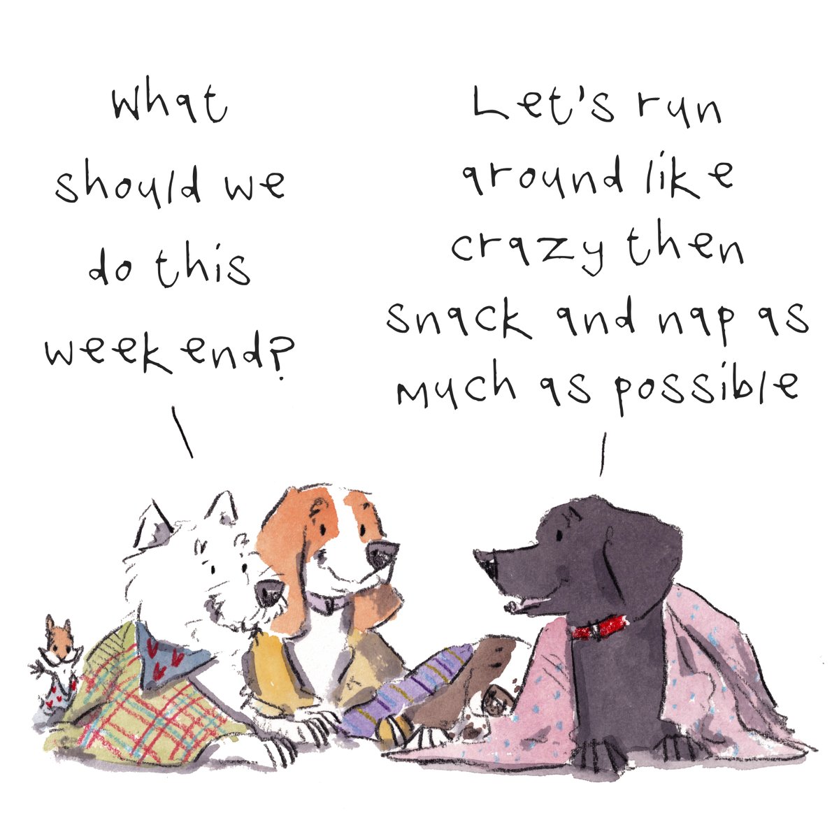 Good night, lovely people and lovely dogs.
The team have got a great plan for the weekend.
Sleep well and sweet dreams.
I hope that you have a really wonderful weekend. 
#hoorayfordogs #westie #beagle #springer #labrador #redsquirrel