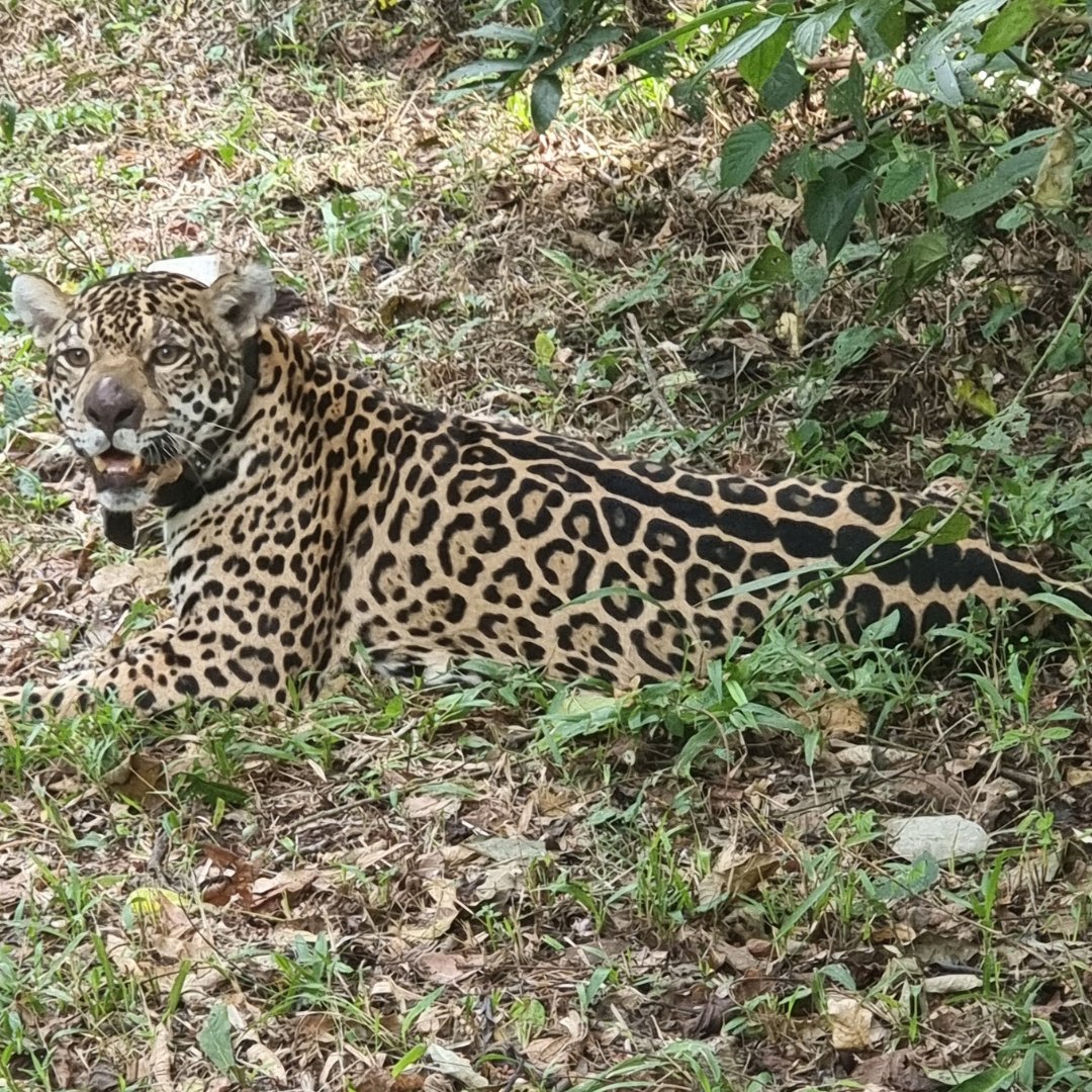 Aves Argentinas participó de la captura de un yaguareté para su monitoreo 🐅 ¿Querés conocer toda la noticia? Hacé click aquí 👇 avesargentinas.org.ar/noticia/aves-a…