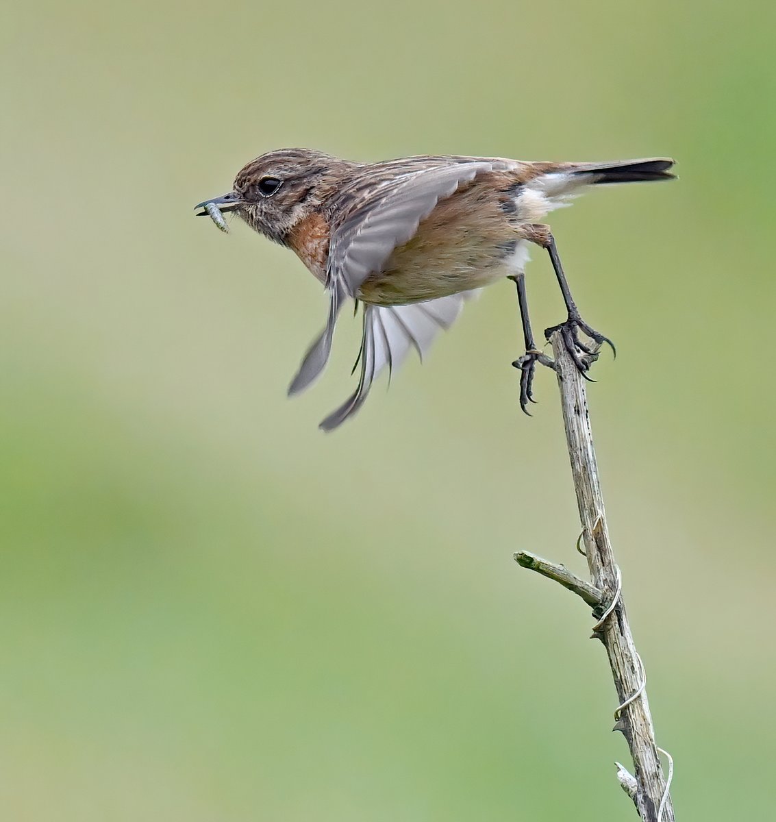 Female Stonechat on the move! 😍
 Taken at Praa Sands in Cornwall. 🐦