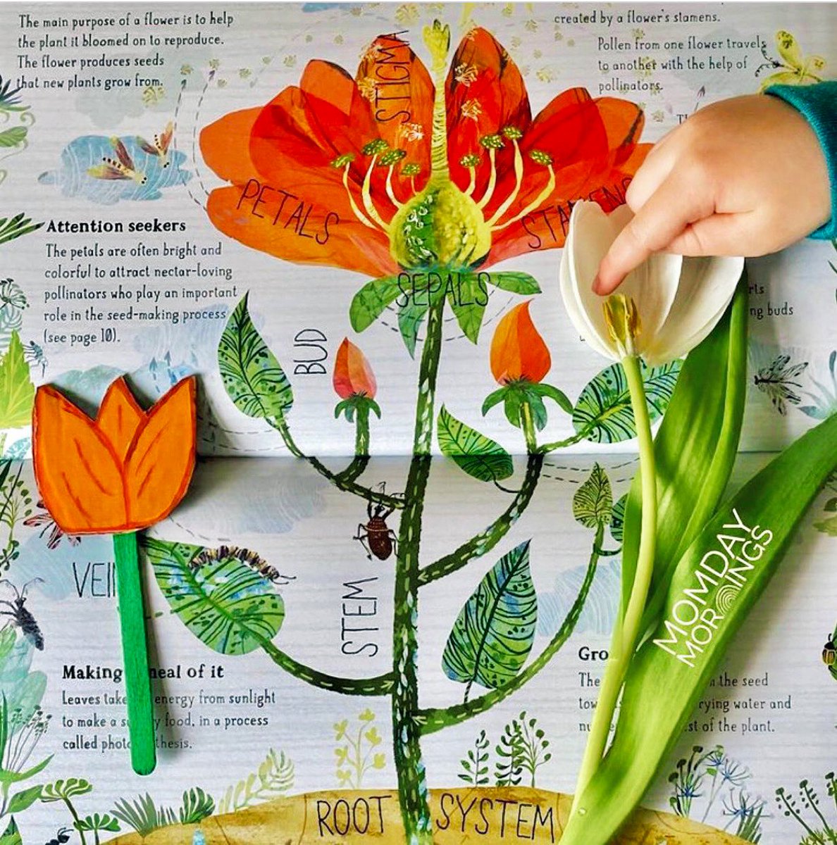 “Minds are like flowers; they open only when the time is right.” #TheBigBookOfBlooms #kidsneednature