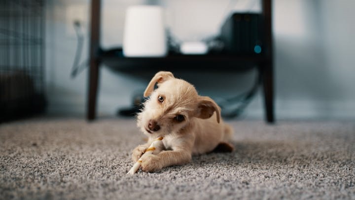 somosdospet's tweet photo. Ventajas de tener un perro pequeño si vives en la ciudad https://t.co/t09MaRW91m https://t.co/90RVDOXcOK