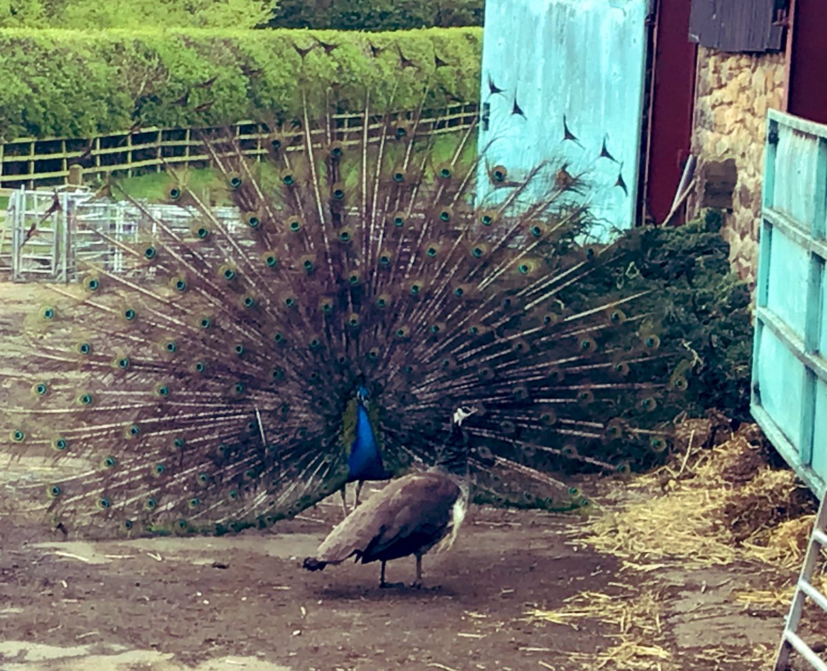 I’d forgotten how much noise these things make,but at least while I was delivering to a local farm today,this Peahen turned up,and he soon quietened down #ShowOff