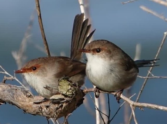 #FirstSeenAndHeard #FSAH 

Seen: Superb Fairywren. Heard: Eastern Spinebill. South Gippsland, Australia

@birdemergency 
#birdwatching #Birding #birdphotography #WildOz #bird #TwitterNatureCommunity  #BirdsSeenIn2024 #SonyRX10iv