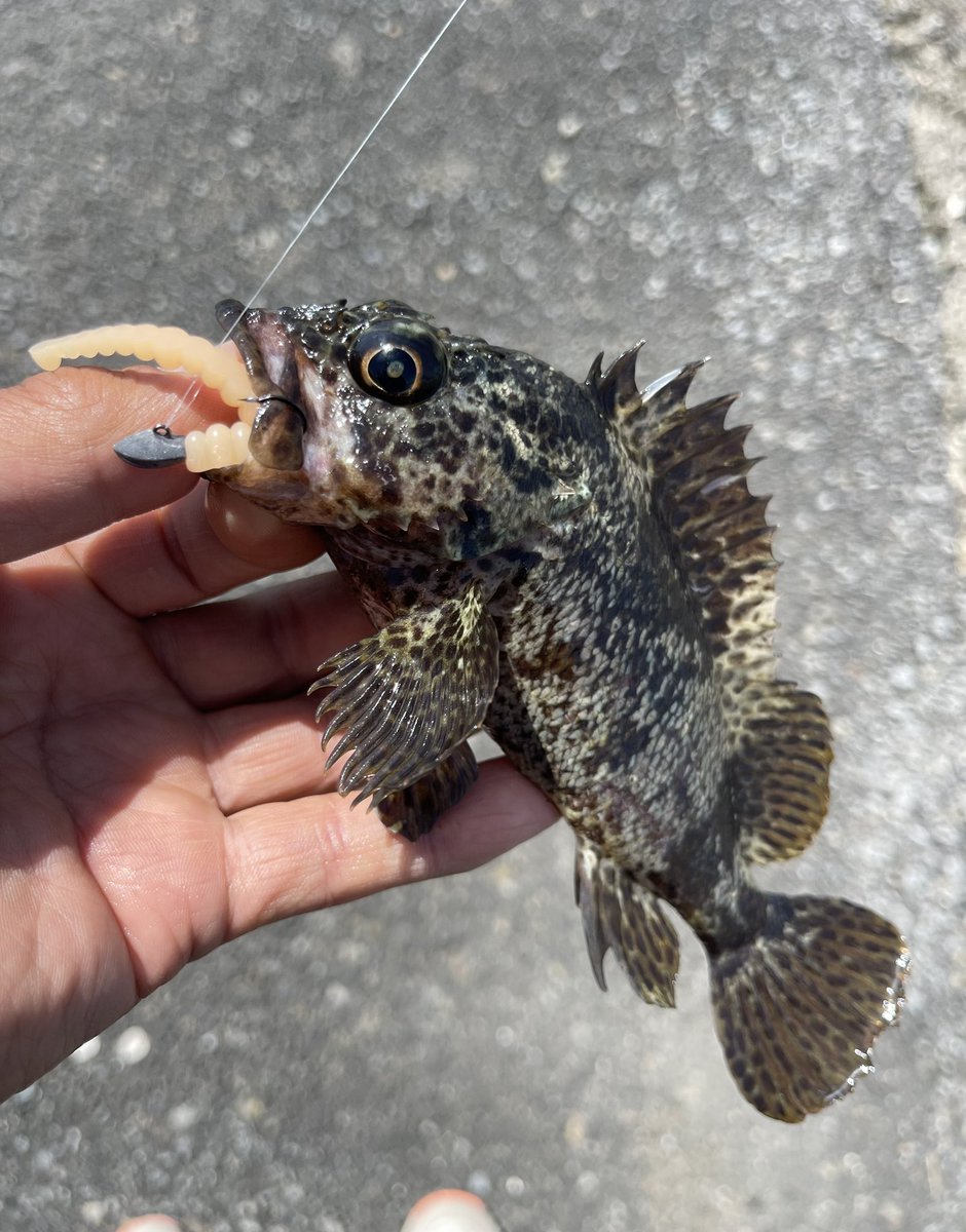 jiro_260's tweet photo. 《昼休み》
ランチタイムは早めから
昼休みを長く取る
そして休憩時間に釣り🎣
最高の現場です♬
#出張
#電気工事士
#domicraft
#ドミクラフト
#EGGLOO
#MAGBITE
#マグバイト
#バキュームリング
#xesta
#BLACKSTAR https://t.co/mFF6Dkzcjy