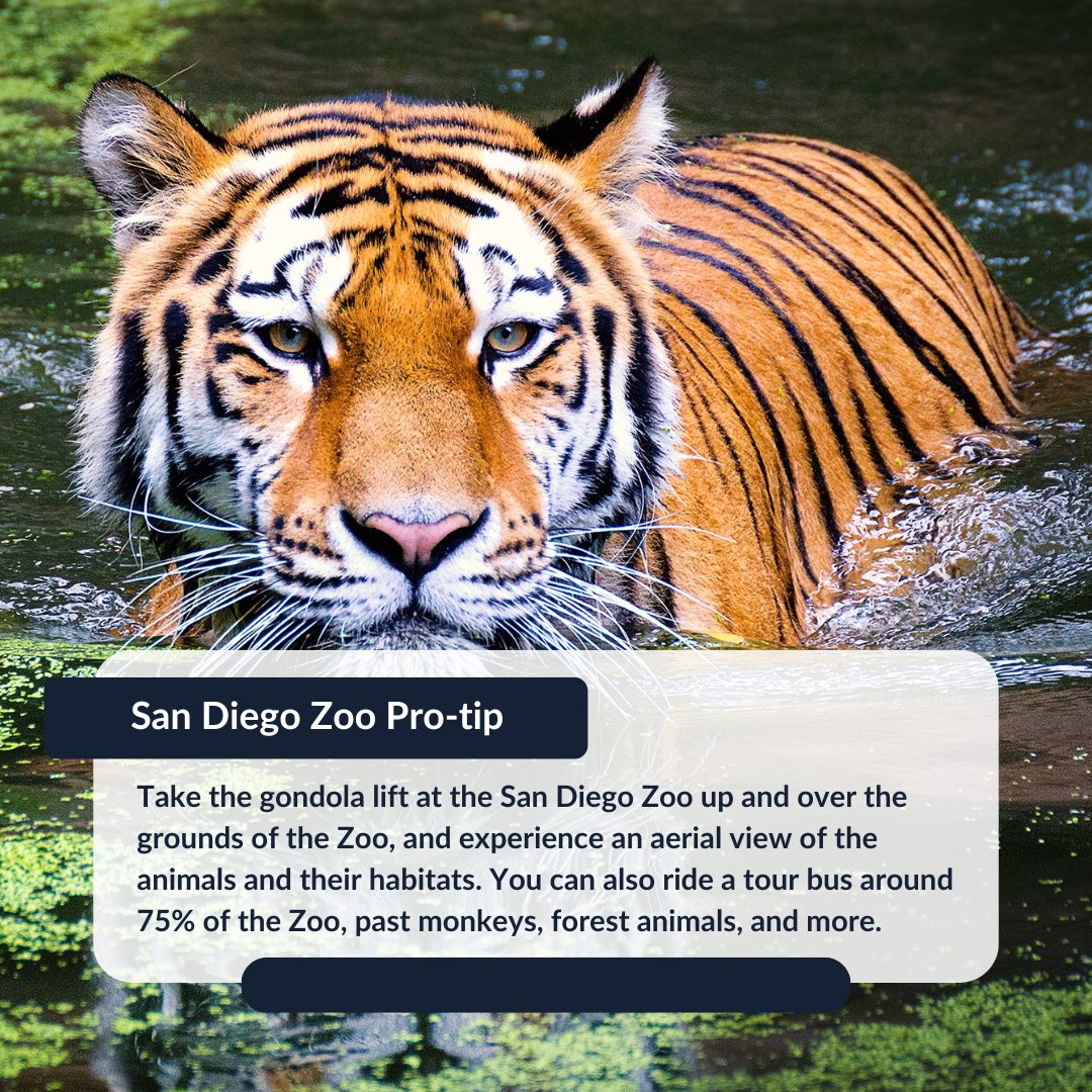 Take the scenic route on the Pacific Surfliner to San Diego and soak in the stunning views of the SoCal coast. Just a quick trip from the Santa Fe Depot is the @sandiegozoo, where you can score exclusive savings on admission when you ride the train: bit.ly/3xx7eVO