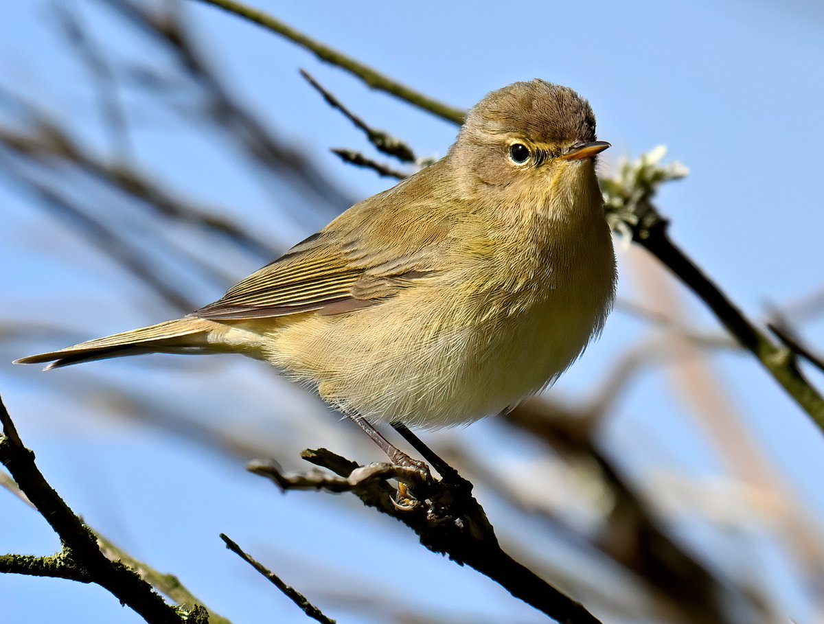 Charming little Chiffchaff at Praa Sands in Cornwall. 😍🐦😊