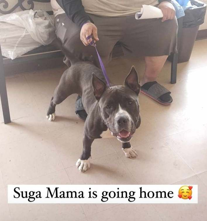 Suga Mama goes home, the sweetheart has been adopted🎉🎊🎈🎉The lifesaver arrived in time😇 May you have a long, happy life & never see PVAS from the inside again🙏🍀