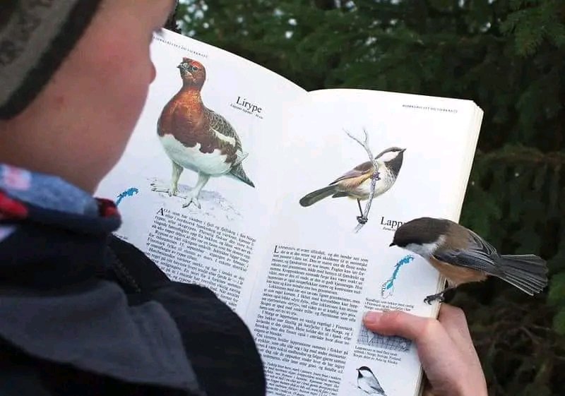 @MattWallace888 Timely 🤨 Bird Lands on Page About Itself! A bird enthusiast, 14-year-old Skjalg-Helmer Vian from Vadsø, Norway, was engrossed in reading about the Grey-headed chickadee (Poecile cinctus) when a real-life bird of the same species unexpectedly landed on the page. The moment was…