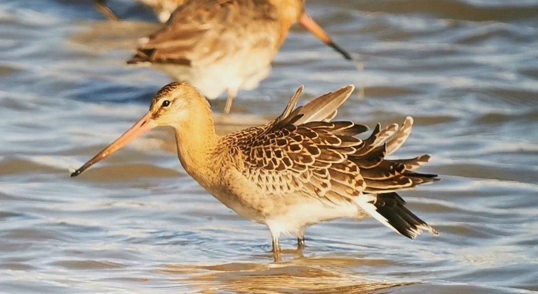 Hi folks. I'm looking for hi-res images of Black-tailed Godwits, both islandica & limosa, particular summer adults & also juveniles as well. Ideally taken in the UK, but that's not essential. Please DM me if you have anything that may be helpful. Thanks in advance, Mark