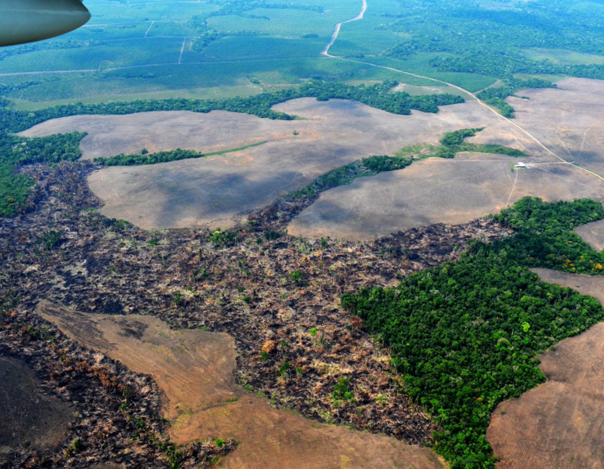 La deforestación se volvió a disparar este año en la Amazonía colombiana. Este indicador clave para @petrogustavo se le está embolatando por el poder de “Iván Mordisco”, del Estado Mayor Central (EMC) en esa región. Va 🧵 explicando qué pasa.