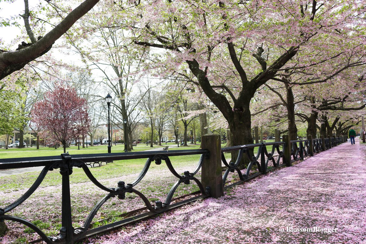 We've rolled out the pink carpet for you!
@sallysapizza @frankpepepizza @tasteofnewhaven