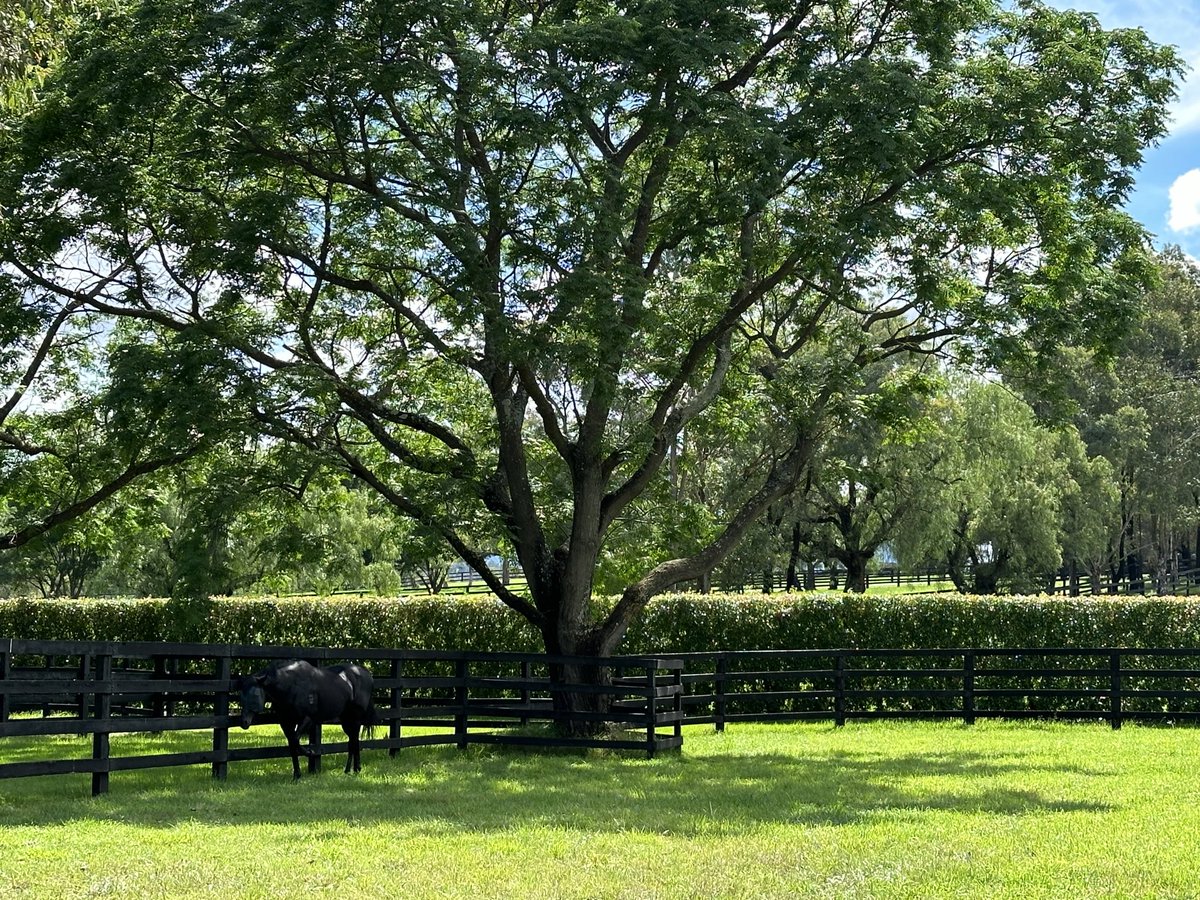 Beautiful photo of the Champ #Lonhro taken last November looking very relaxed and peaceful in his surroundings @DarleyAus @godolphin Thanks for the memories