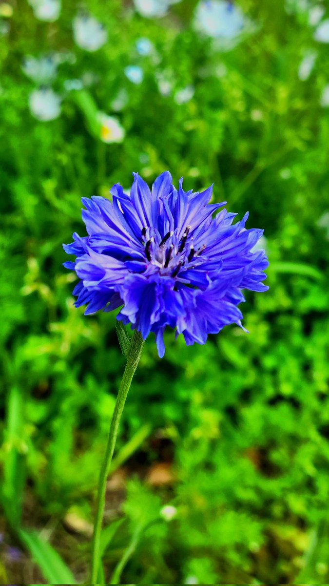 ヤグルマギクの優美 #Cornflower 
Have a good day.