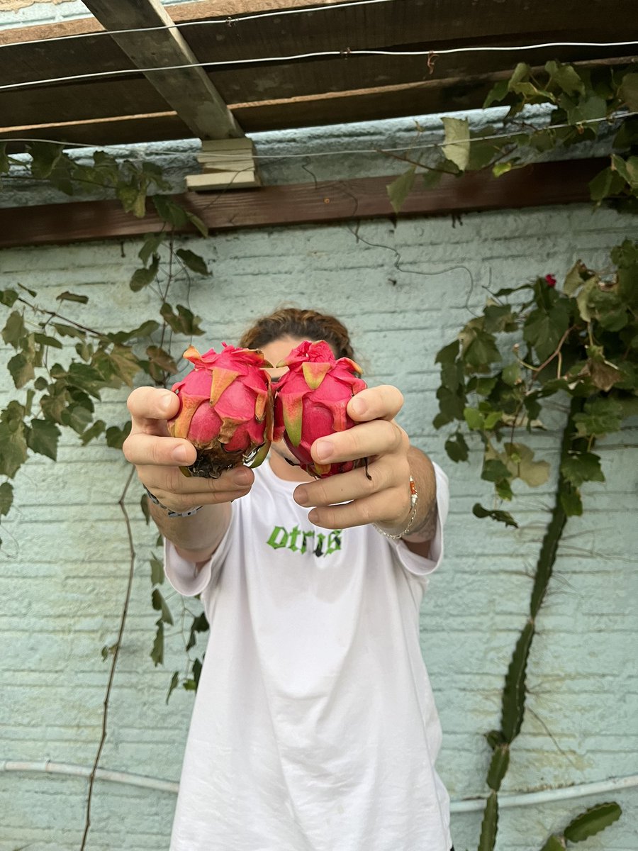 yasminfuhr's tweet image. fofooo colhendo pitaya🥹