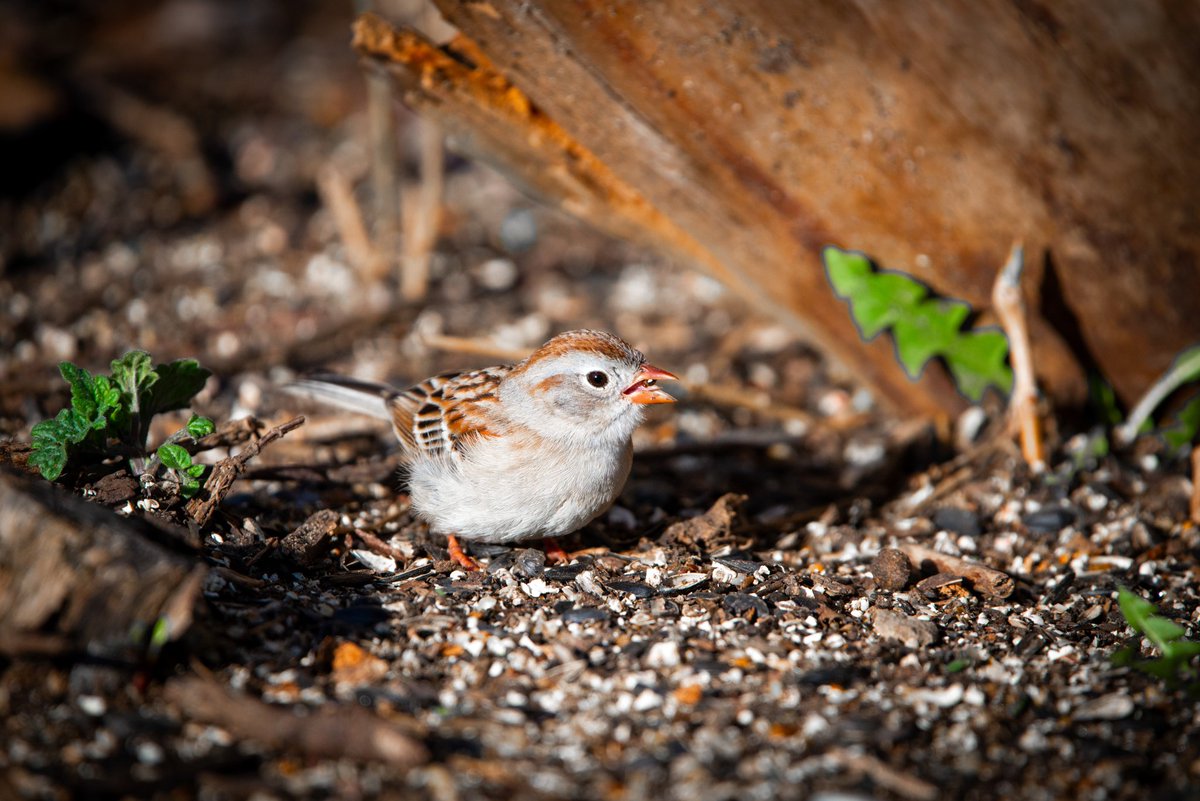 siemsek's tweet photo. Got new visitors to the yard. White throated and field sparrows.
#photographichunter #birds #birding #birdwatching #birdphotography #backyardbirds #birdsoftwitter #nature #nikonusa #wisconsinbirds #yourshotphotographer #sigmaphoto https://t.co/tmuQI9H9LE
