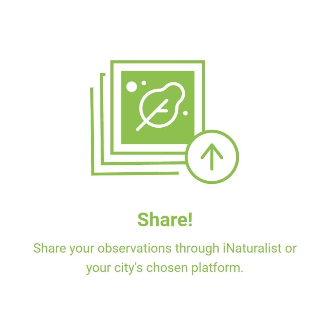 🌿 Observe. Document. Share! Next week April 26 - 29, come together with cities worldwide and see how many wildlife observations we can gather! Submissions help scientists better understand local biodiversity and further vital research around the globe: nhm.org/citynaturechal…