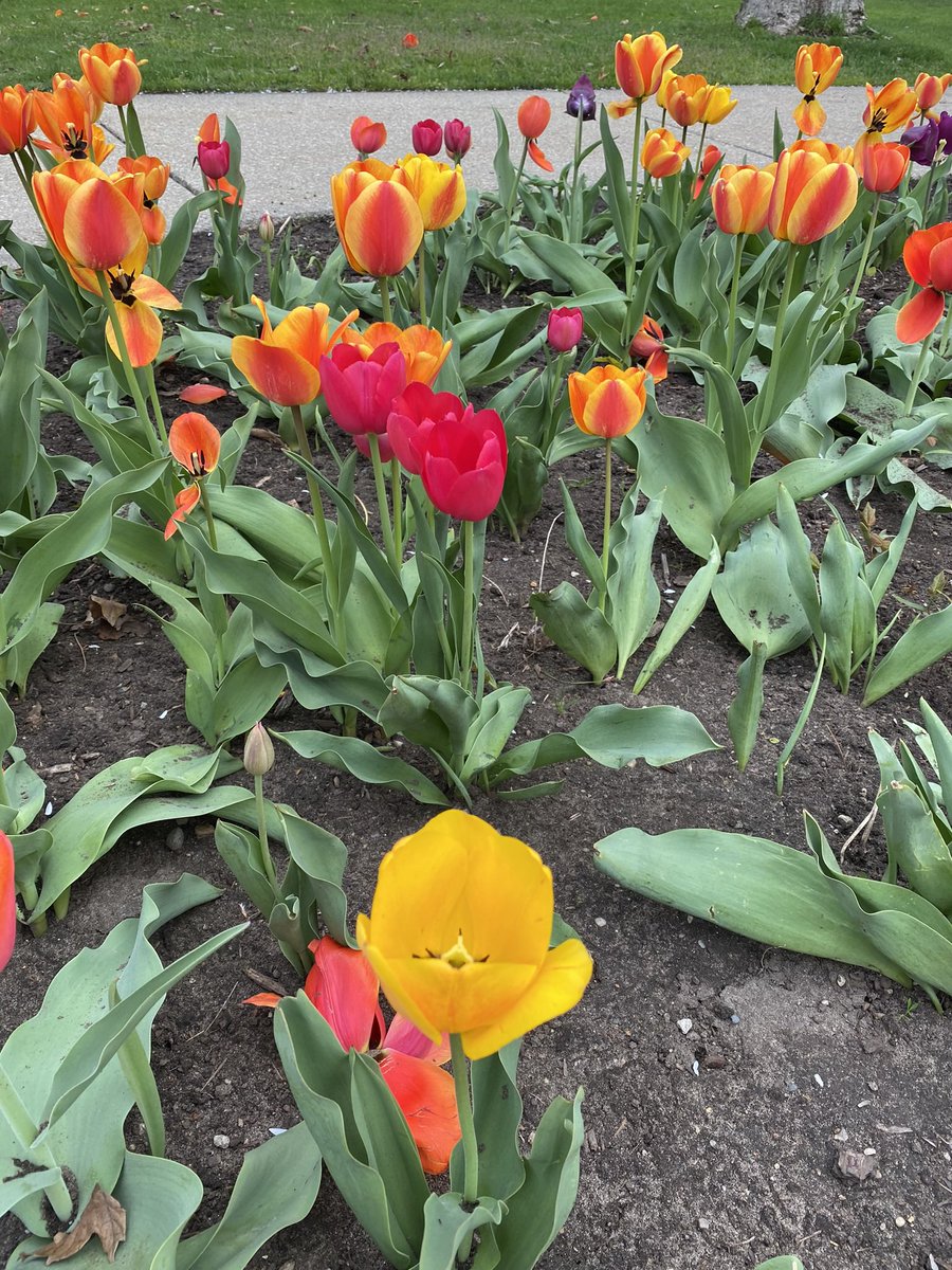 Grateful for some time in the land of the tulip combined with sand and dune grass and fresh water. ❤️