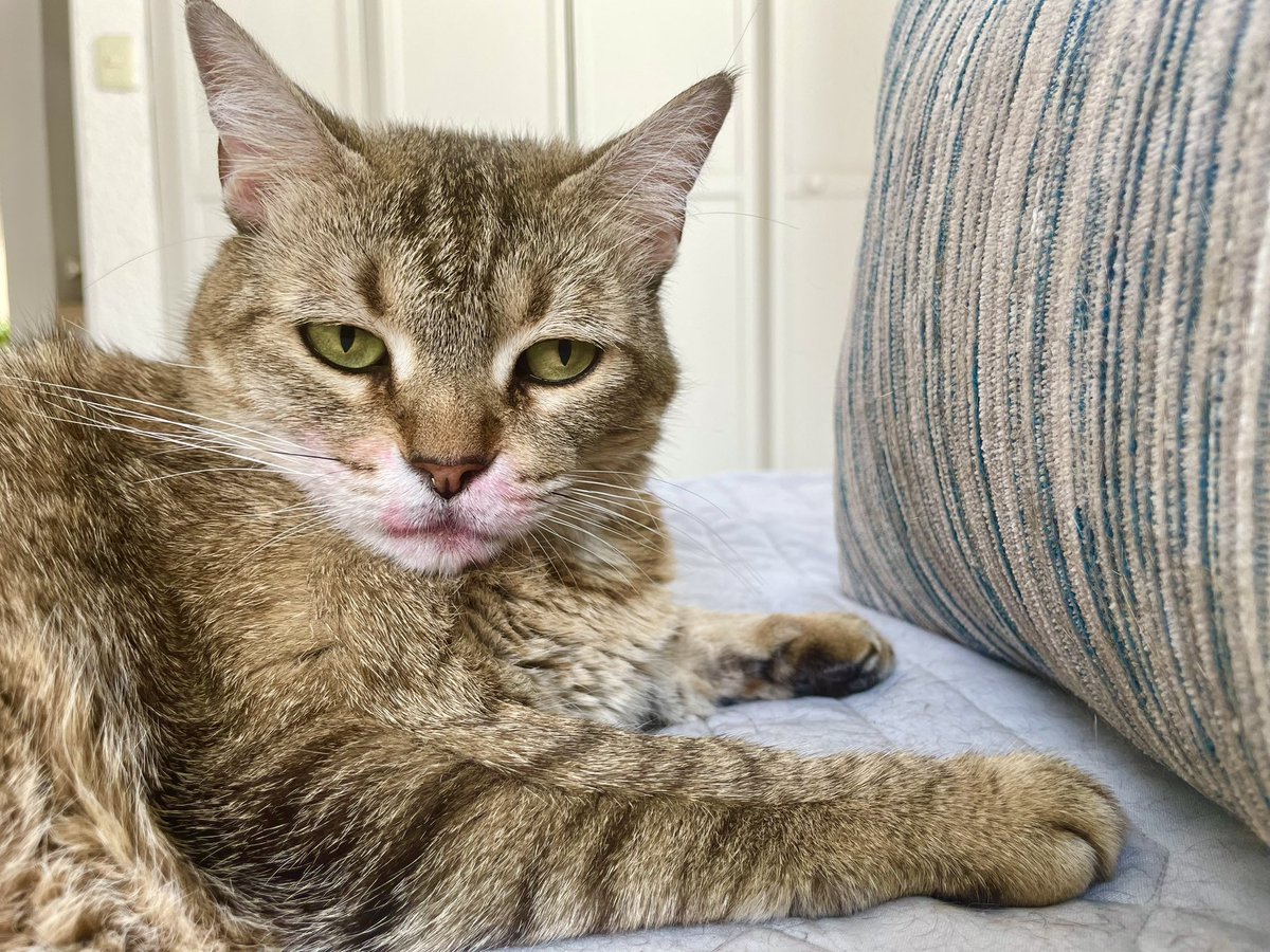 My cat just filed a complaint against me because I attacked her with kisses and left her with lipstick all over her face. I’m sorry, couldn’t help it. She’s guilty for being so cute. #Cats #CatsLover #CatsOnTwitter
