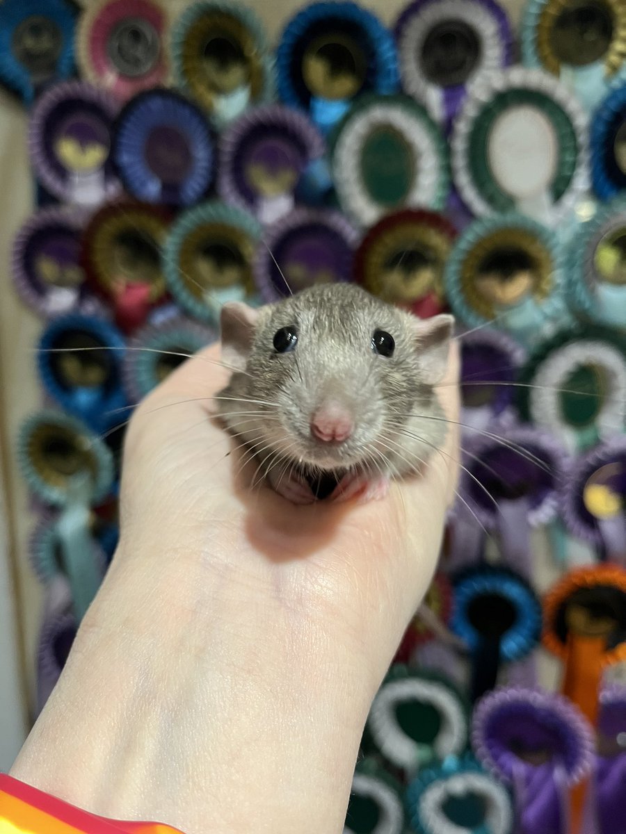 It’s the little hands 🥹 - Bramble #aurorarattery #rats #petrat #RatsOfTwitter