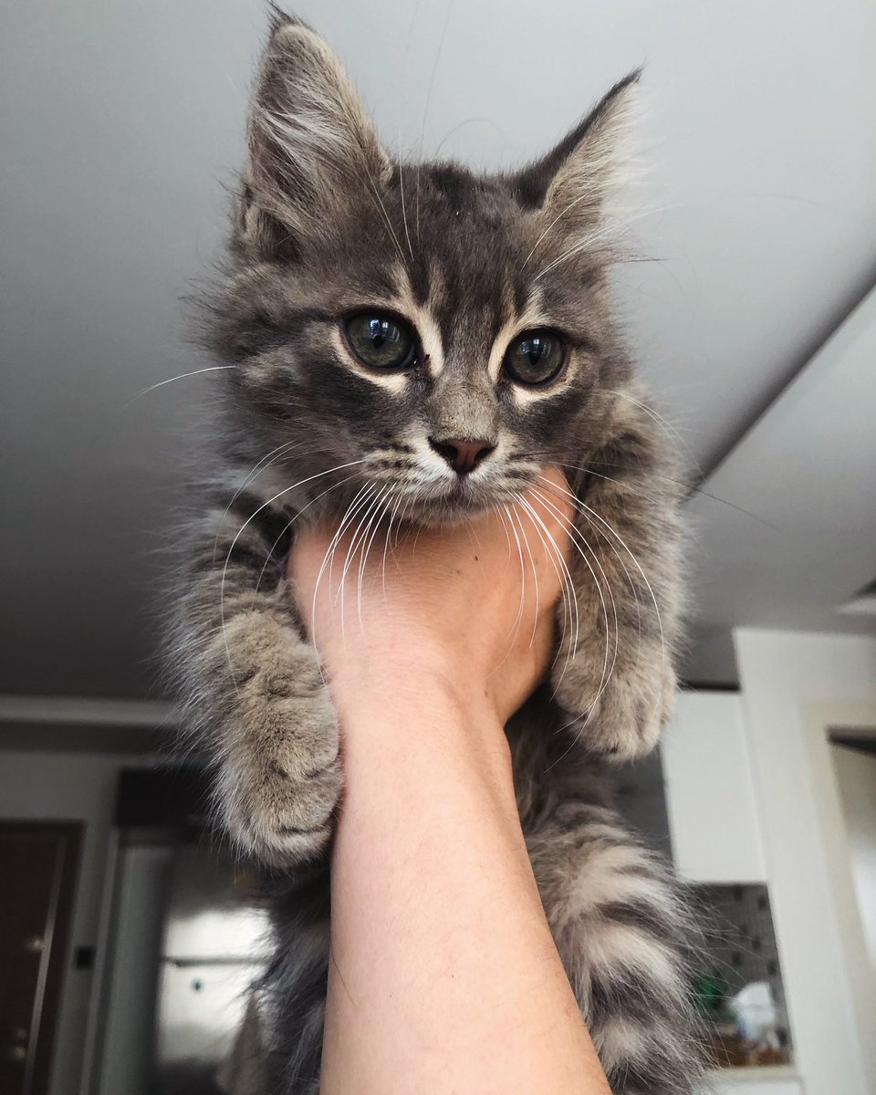 imrentts's tweet photo. Size kedilerimle ilgili bir şey anlatmak istiyorum; 
Bu benim eylül ayında sahiplendiğim kedim carlos 3 aylıktı evime aldığımda https://t.co/MtX4XDx1hU
